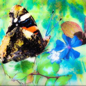 Red Admiral
