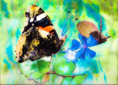 Red Admiral